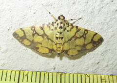 Pardomima distortana