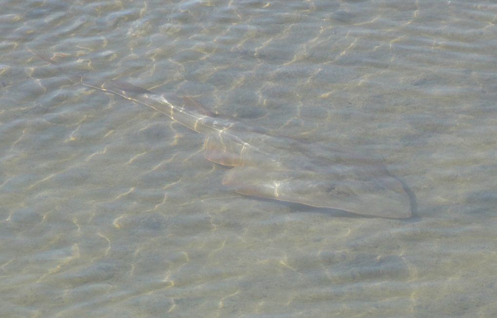 Shovelnose Guitarfish