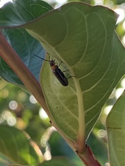Podabrus flavicollis