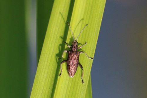 Depressed Aquatic Leaf Beetle, photo 4 of 10