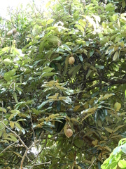 Couepia bracteosa