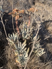 Dudleya virens