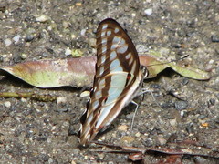 Graphium eurypylus lycaon