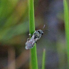 Lasioglossum