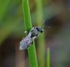 Lasioglossum