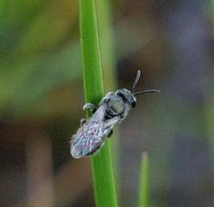 Lasioglossum