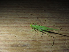 Phlugidini
