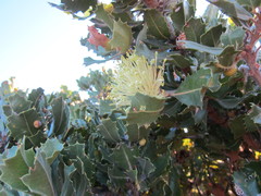Banksia ilicifolia