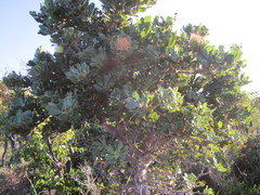 Banksia ilicifolia