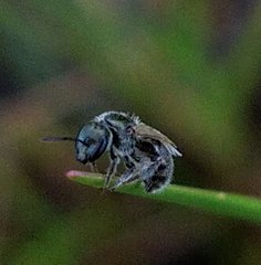 Lasioglossum