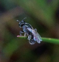 Lasioglossum