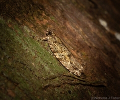 Metrioglypha phyllodes