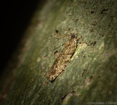 Metrioglypha phyllodes