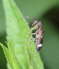 Psenocerus supernotatus