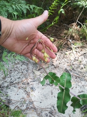 Asclepias amplexicaulis