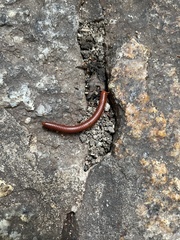 Trigoniulus corallinus