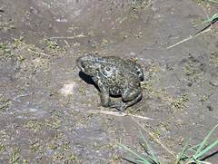 Anaxyrus boreas boreas