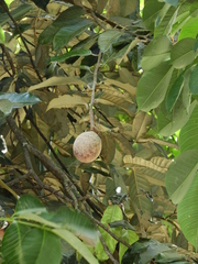 Couepia bracteosa