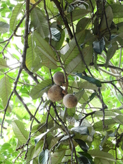 Couepia bracteosa