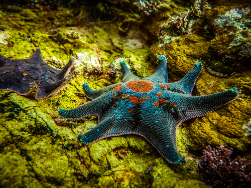 Carpet Sea Star, photo 3 of 10