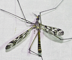 Tipula trivittata