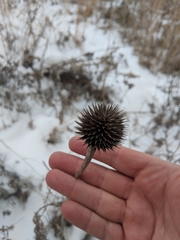 Echinacea pallida