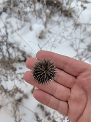 Echinacea pallida