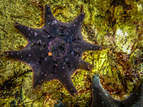 Carpet Sea Star, photo 4 of 10