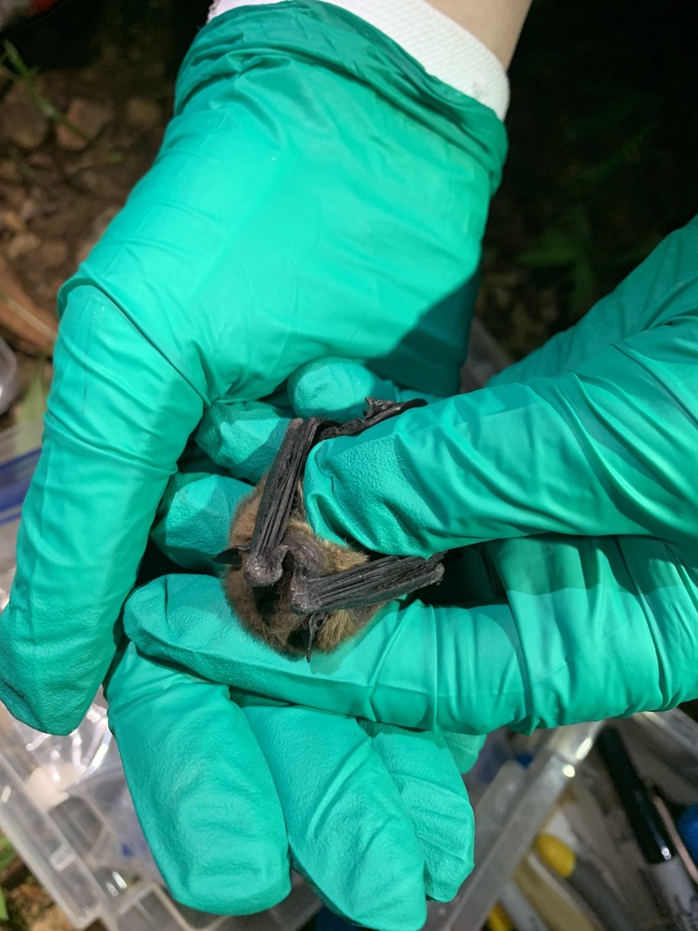 Evening Bat from Waverly, TN, US on June 3, 2021 at 09:31 PM by tuh_lee ...