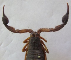 Centruroides margaritatus
