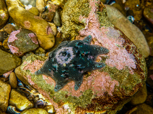 Carpet Sea Star, photo 5 of 10