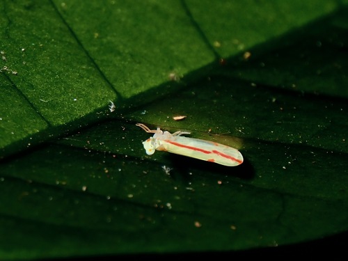Megatropis coccineolinea observed 2021-05-29