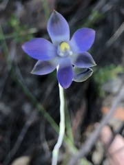 Thelymitra peniculata