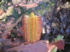 Banksia quercifolia