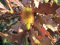 Banksia quercifolia