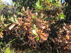 Banksia quercifolia