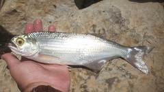 Hiodon alosoides