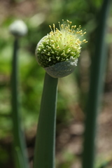 Allium altaicum