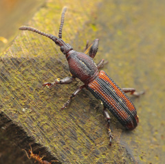 Trachelizini
