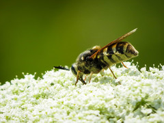 Stratiomys badia