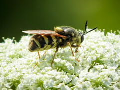 Stratiomys badia