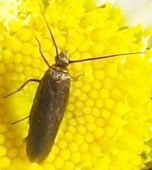 Scythris fuscicomella