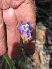 Thelymitra peniculata