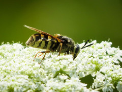 Stratiomys badia