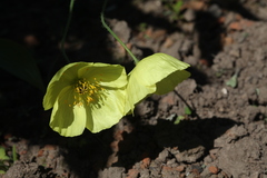 Papaver chakassicum