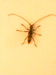 Elytrimitatrix undata