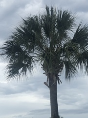 Sabal palmetto