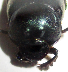 Onthophagus deterrens