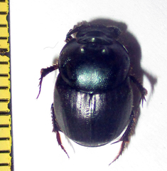Onthophagus deterrens