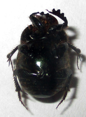Onthophagus deterrens